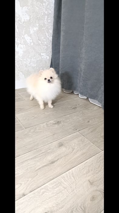 Файний хлопчик шпіц