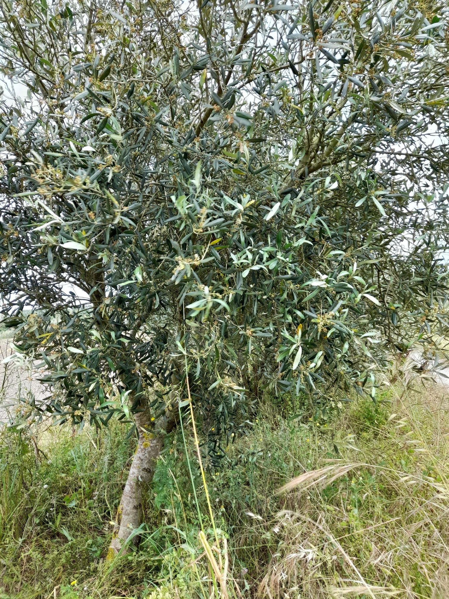 Oliveiras de jardim