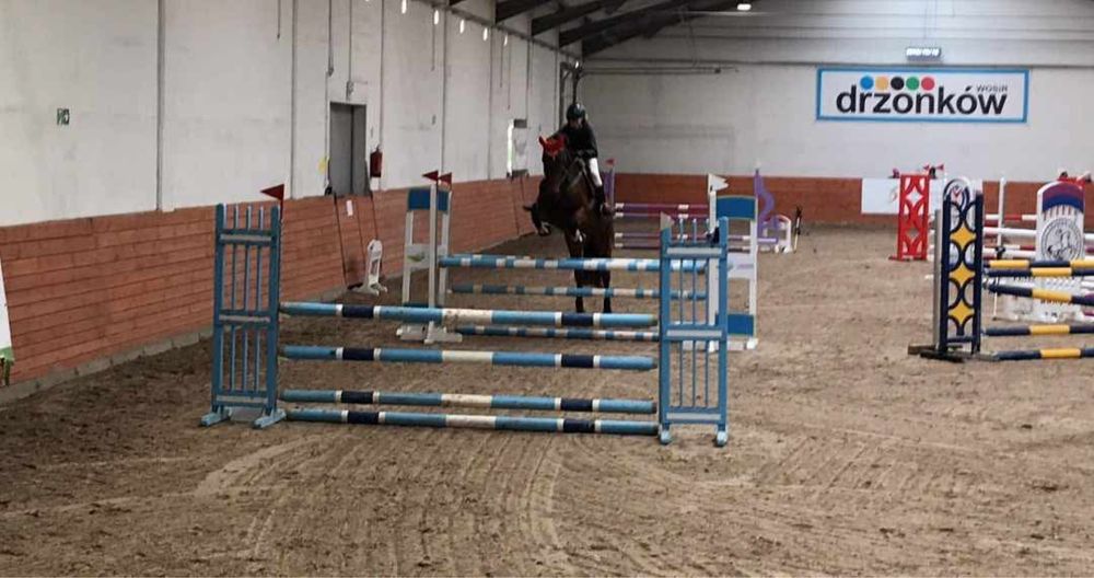 Klacz hanowerska 13 lat Okazja!!!