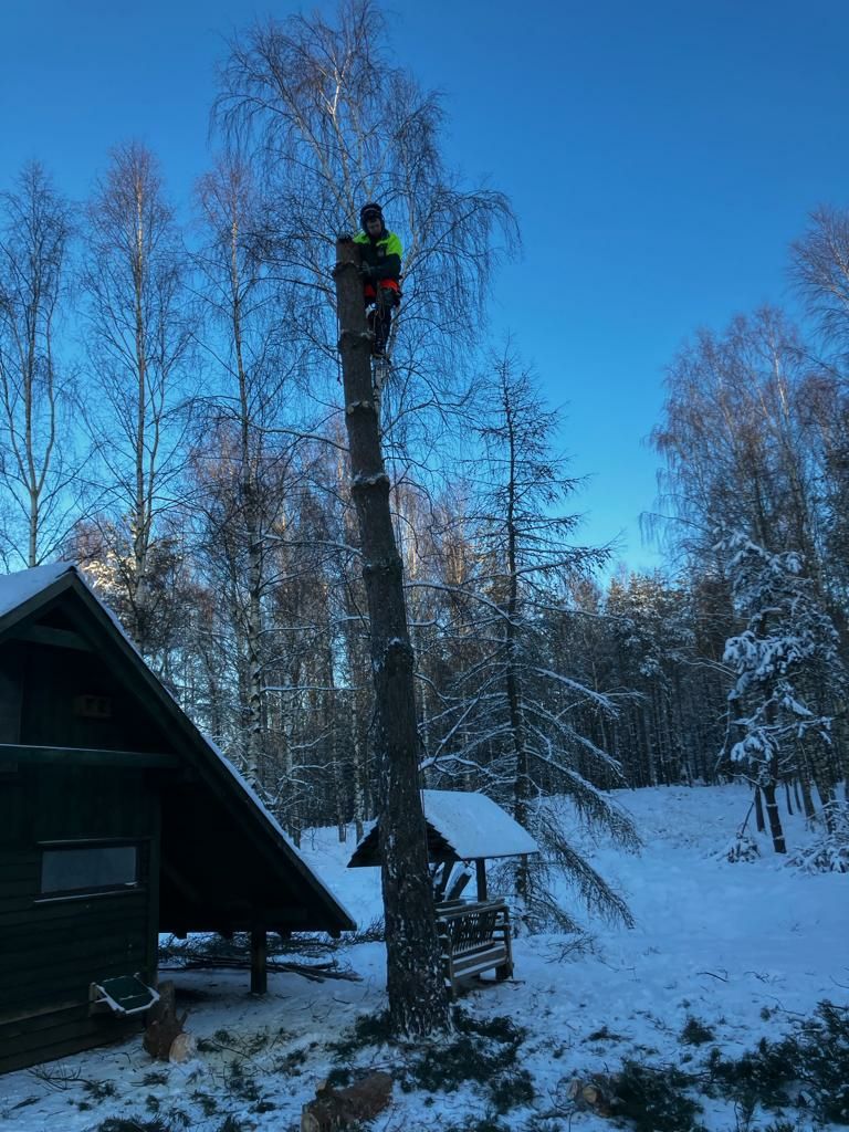 Wycinka drzew, krzewów i czyszczenie działek.