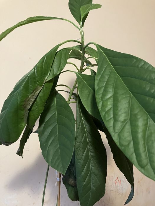 Продається авокадо у горщику