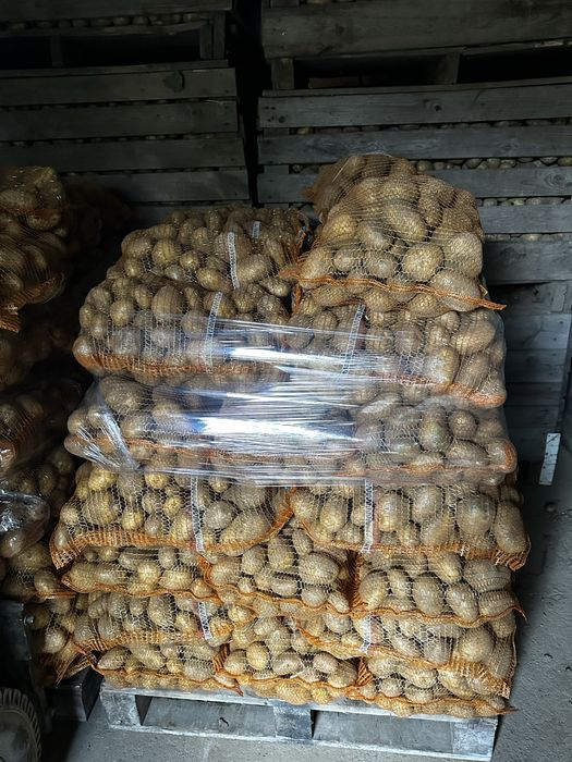 Sprzedam Ziemniaka Soraya