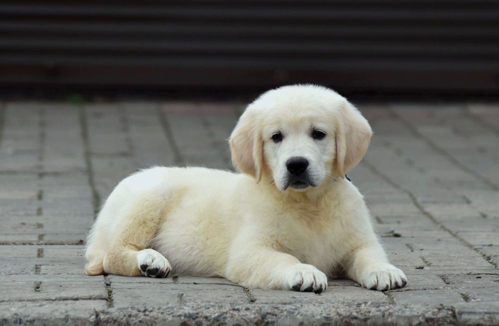 Продається голден ретрівер