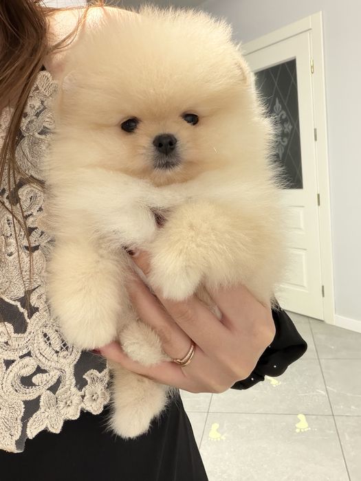 Померанський шпіц