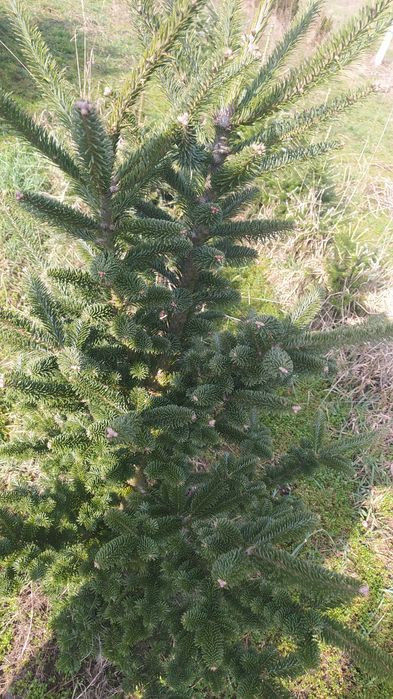 duża gęsta jodła koreańska kopana