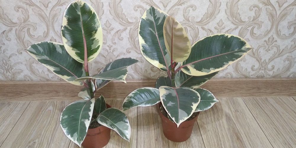 Фікус Тінеке,Бейліз,Абіджан,Шріверіана