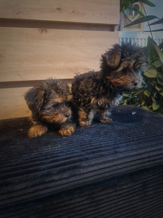 Yorkshire terrier suczka