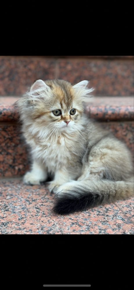 Кошеня золота шиншила