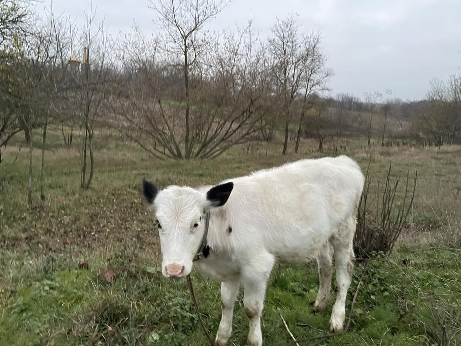 Продається теличка 3 місяці