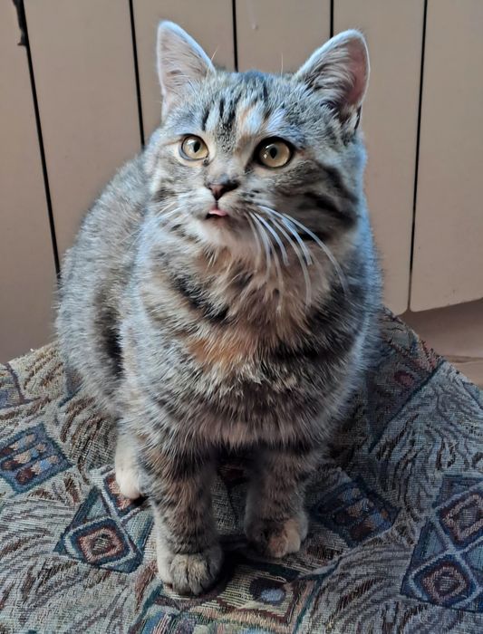 Киця в добрі руки