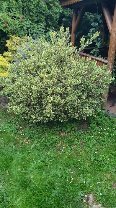 Ostrokrzew kolczasty