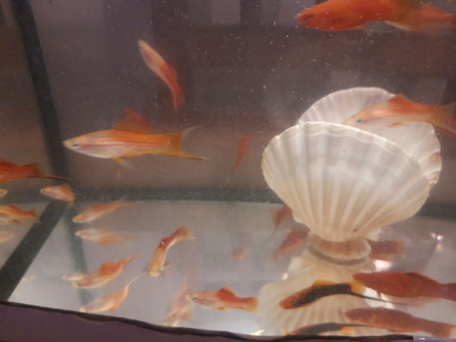 Mieczyk papuzi 8 zł