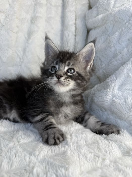Kocurek Decoandcookie *PL Maine Coon Felis/FiFe