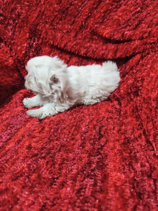 Bichon Maltês mini