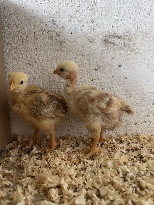 Pintos do dia castanhos carne 11/14 dias