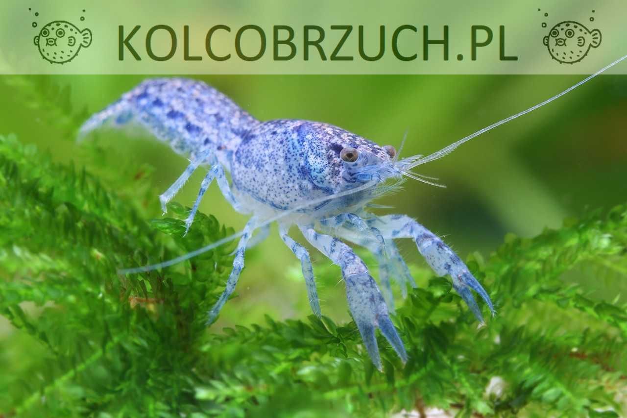 Raczek diminutus - Cambarellus - Rak miniaturowy - dowozimy, wysyłamy