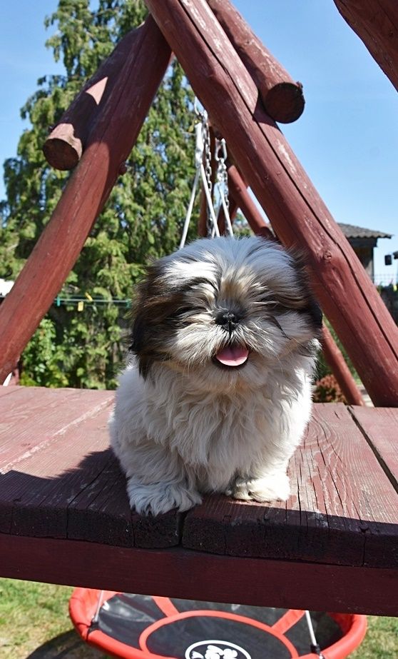 Suczka Shih-Tzu !