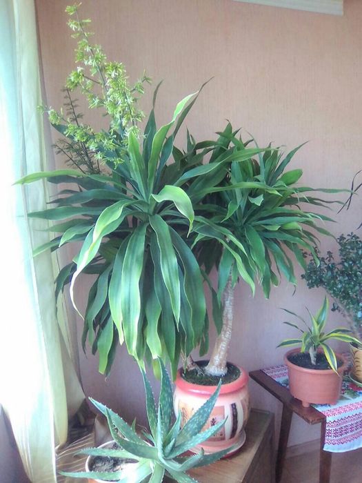 Юкка (драцена) цветущая