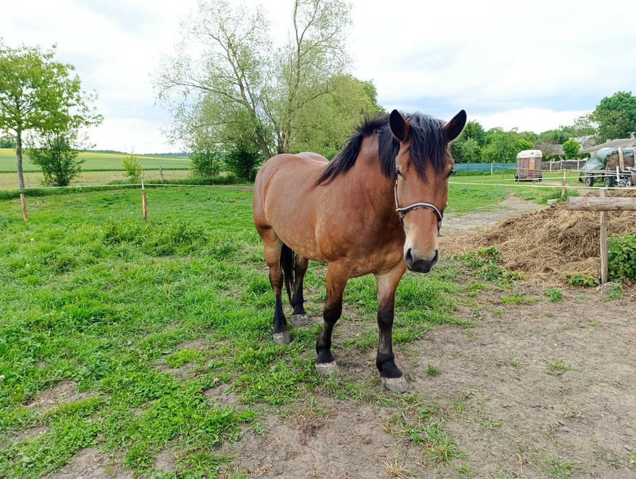 GNIADA klacz 3 lata GNIADOSROKATA klacz 7 lat CIEMNOGNIADA klacz 3 lat
