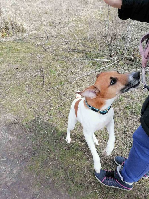 Гладкошерстный кобель парсон (джек) рассел терьер для вязки