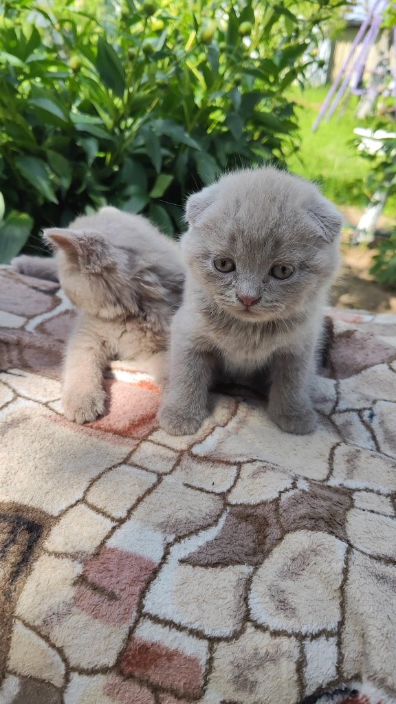 Шотландські кошенята