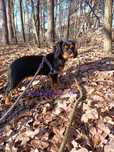 Cavalier King Charles Spaniel