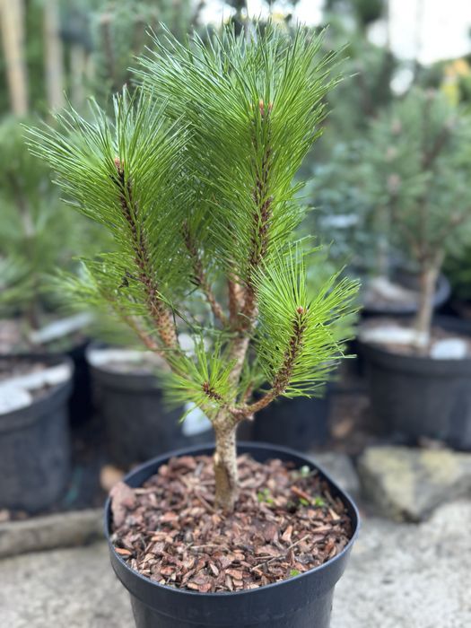 Хвойні рослини,туя,тис,ялівець,сосна,ялина.Догляд ,корекція,формування