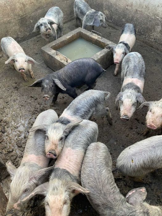 Leitão para Assar (NATAL)