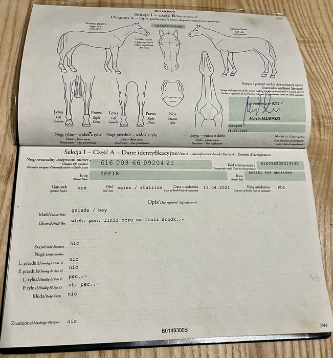Sprzedam wałacha 4,5 roku