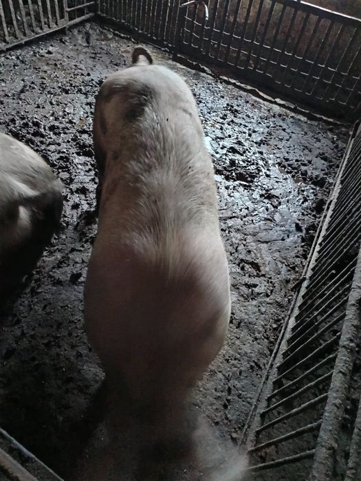 Продам свині живою вагою