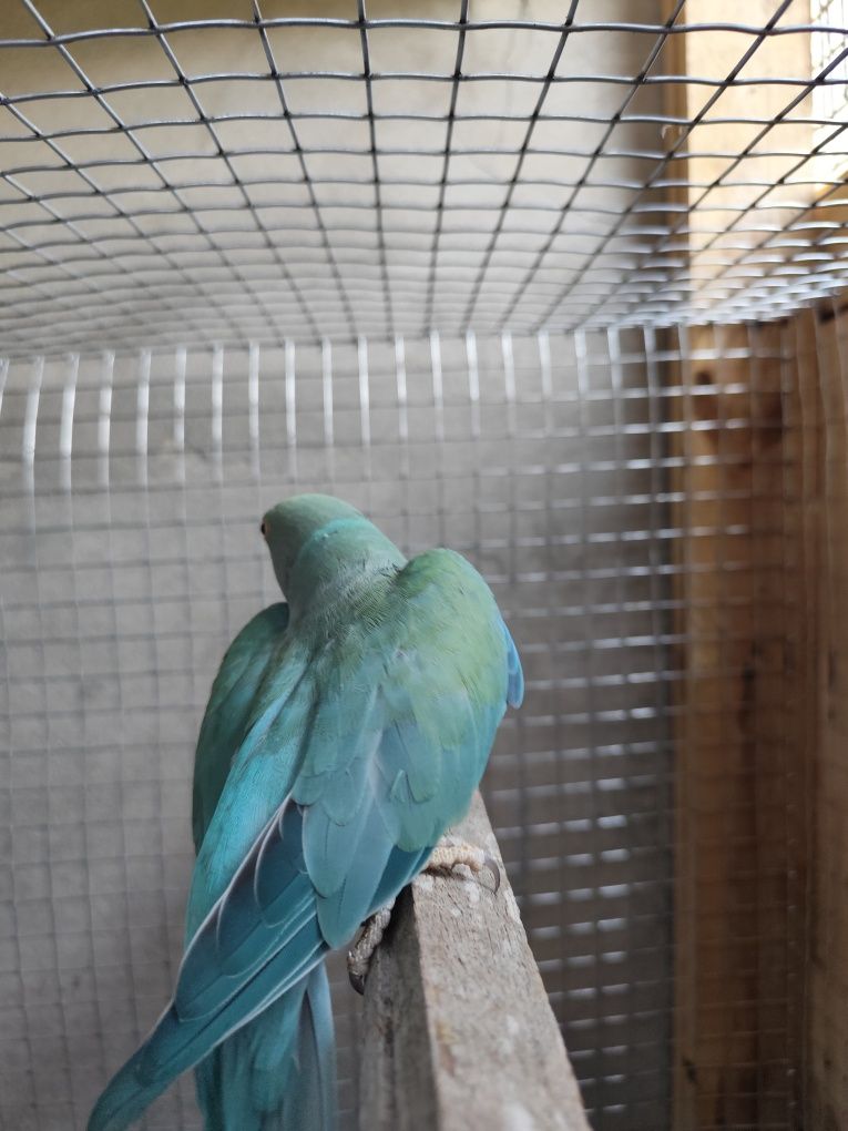 Casal ring neck azul turquesa