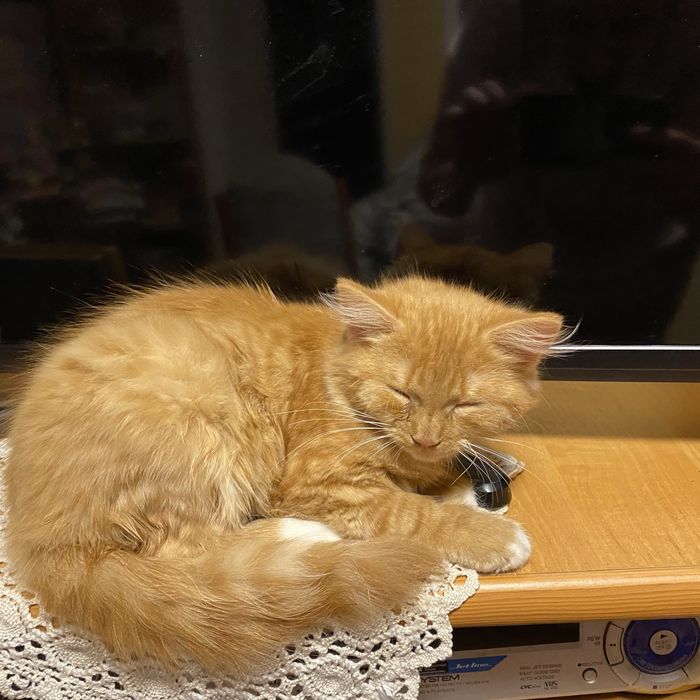 Риже щастя котик