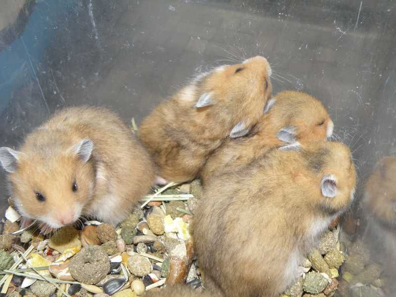 Chomiki syryjskie z 10.11.2025r - Wrocław