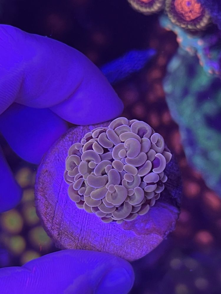 Coral euphullia gold e euphyllia bronze - aquario agua salgada