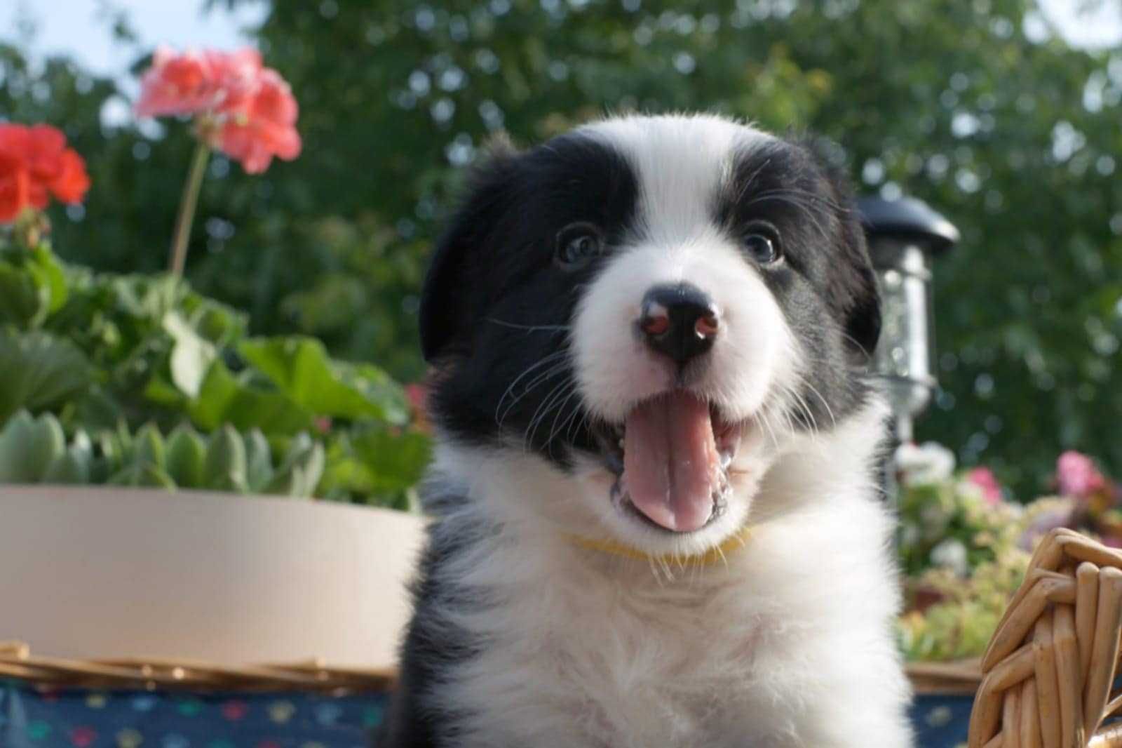 Szczeniak Border Collie