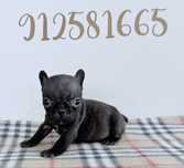 Buldogue Frances ULTIMA Menina