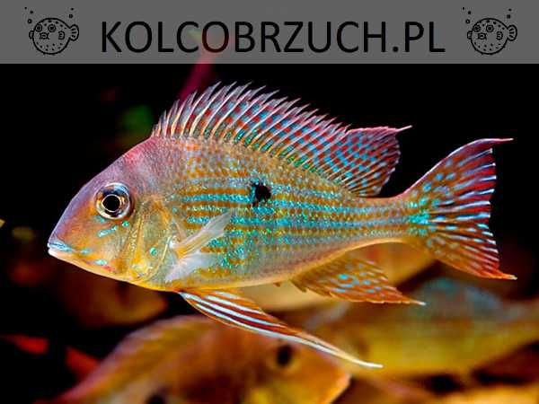 Ziemiojad megasema - Geophagus megasema - dowóz, wysyłka