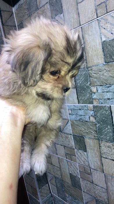 Йоршерські терʼєри золотисті( голдаст)