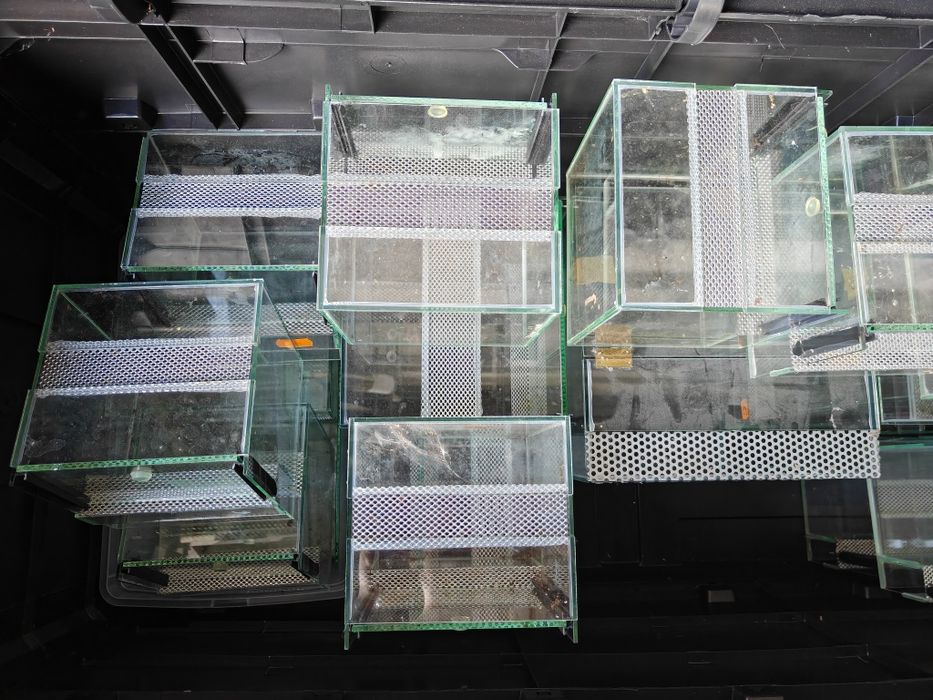 Szklane terraria 30 sztuk stan idealny