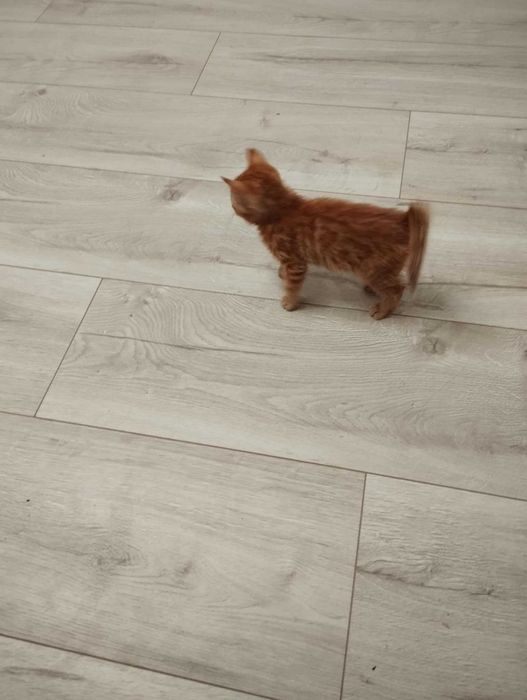 Oddam kotka za darmo