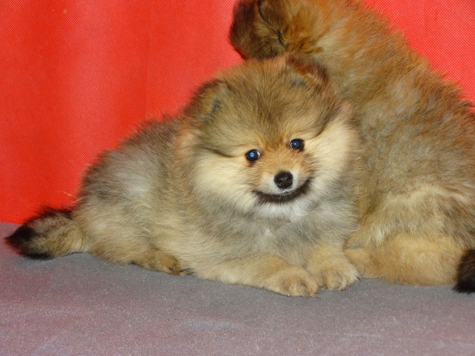 Szpic miniaturowy suczka z rodowodem