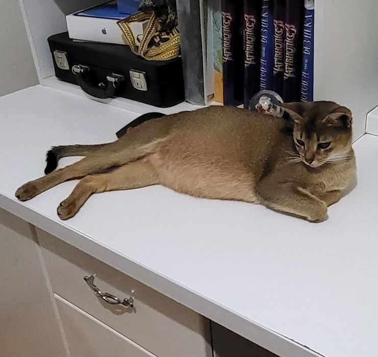 Абіссинські котята