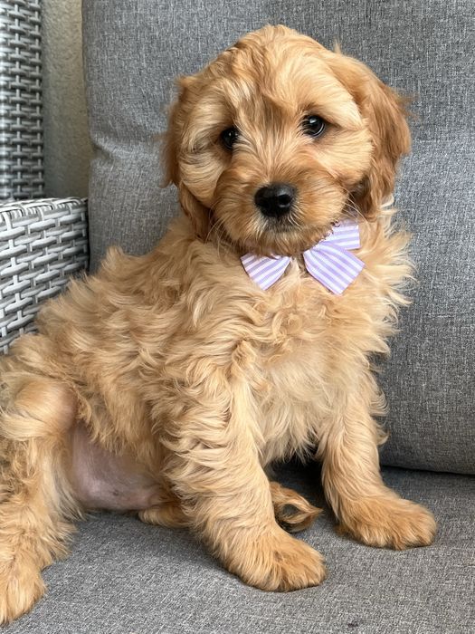 Piękny piesek cavapoo gotowy do odbioru