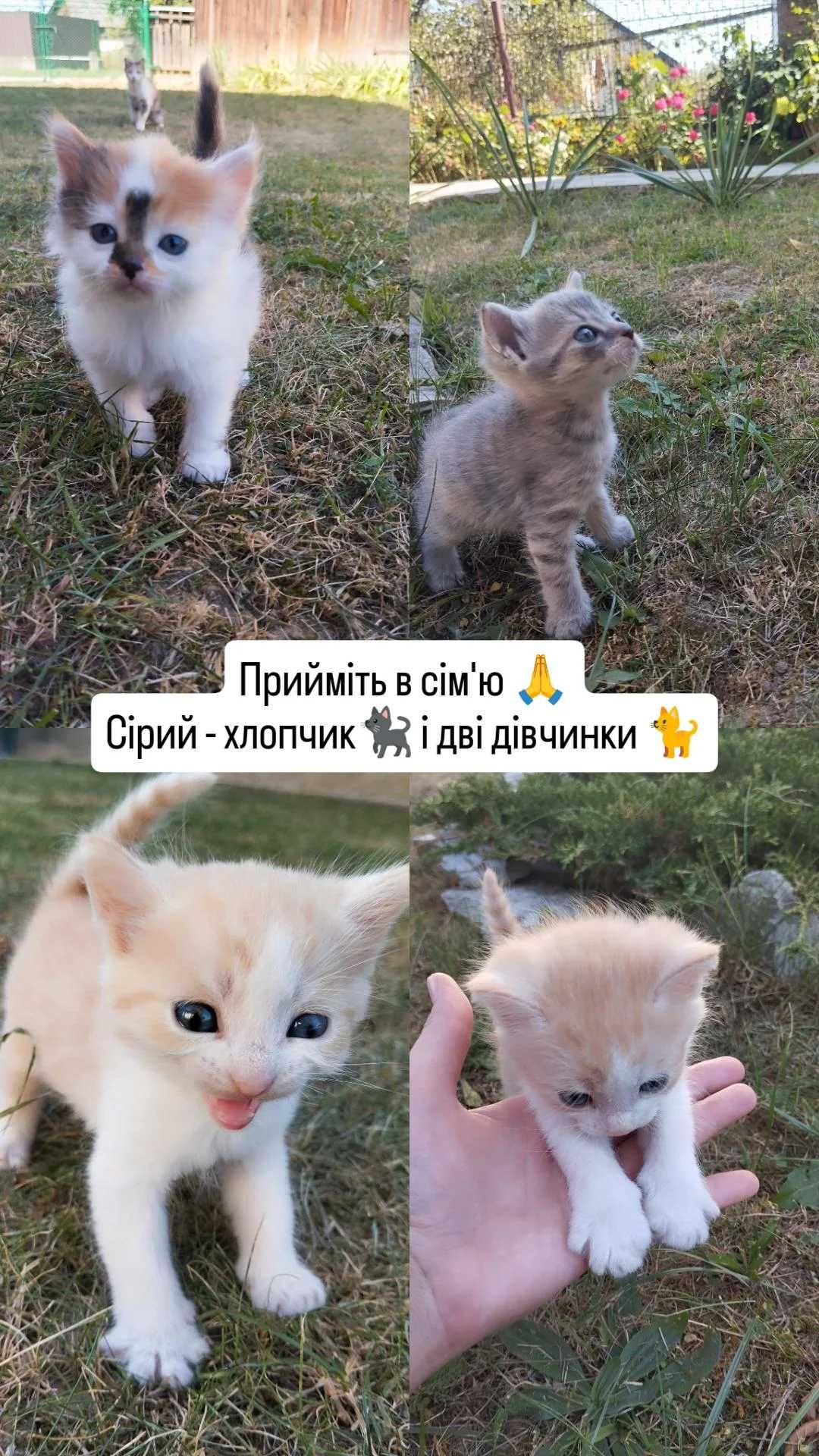 Коти Домашні тварини