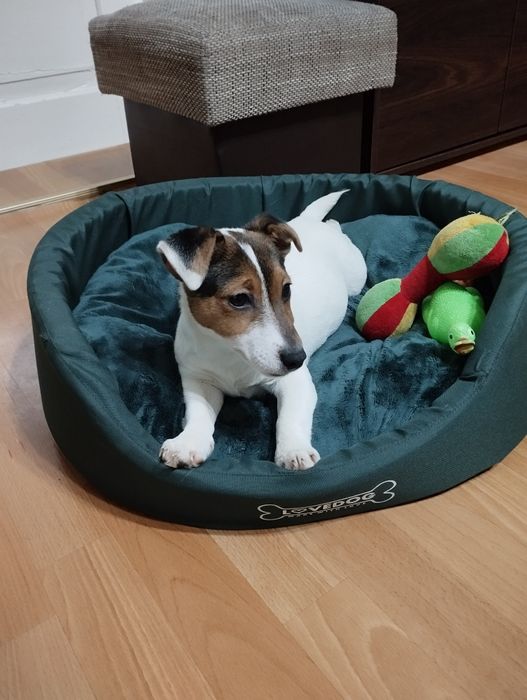 Jack Russell terrier - suczka