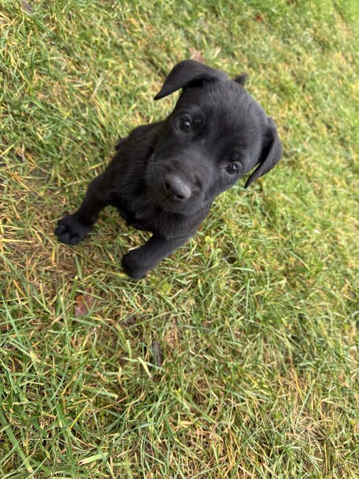 Oddam za darmo psy pieski szczeniaczki