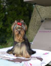 Yorkshire Terrier suczka z metryką ZKwP (FCI)