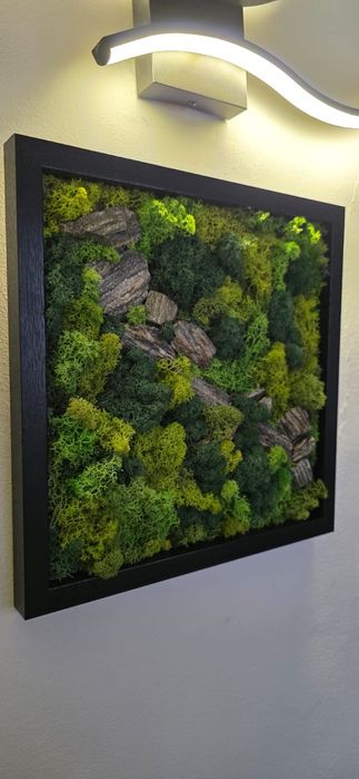 Żywy obraz -mech chrobotek