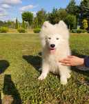 Samoyed ZKwP FCI Szczeniak Samojed