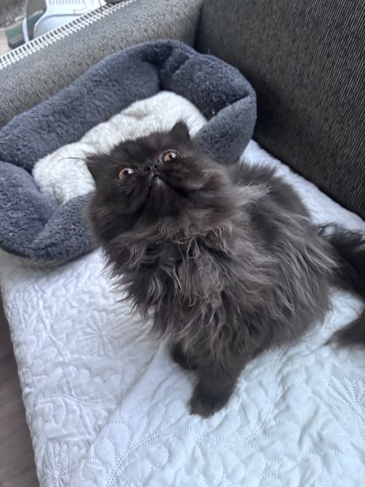 Czarno-szara kotka perska